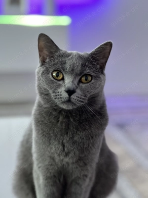 BHK Katze zu verkaufen