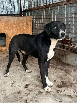 Watson, Angsthase mit viel Potential