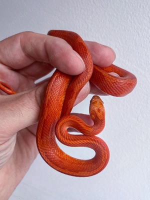 Hypo Diffused Motley Kornnatter 2024