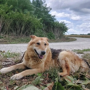 Stewo, schon älter, aber ein traumhafter Schäferhund Mix, sucht dringend ein Zuhause Bild 2