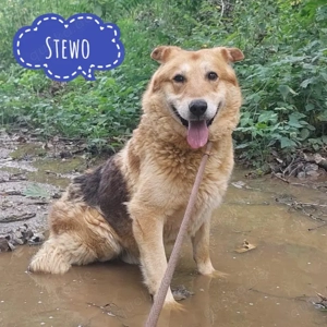 Stewo, schon älter, aber ein traumhafter Schäferhund Mix, sucht dringend ein Zuhause