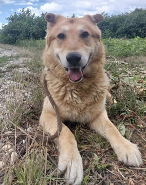 Stewo, schon älter, aber ein traumhafter Schäferhund Mix, sucht dringend ein Zuhause Bild 3