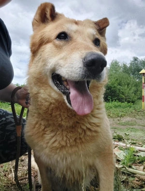 Stewo, schon älter, aber ein traumhafter Schäferhund Mix, sucht dringend ein Zuhause Bild 4