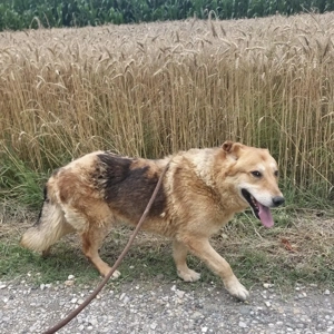 Stewo, schon älter, aber ein traumhafter Schäferhund Mix, sucht dringend ein Zuhause Bild 5