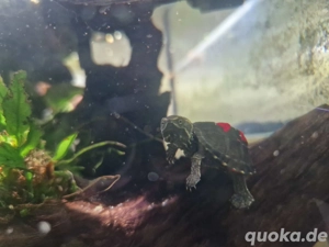 Wasserschildkröte, Schildkröte, Moschusschildkröte fürs Aquarium Teich.