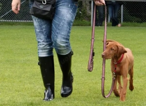 Projekt Wohlerzogen -Weil ein entspannter Hund das Leben leichter macht!