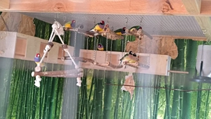 Gouldamadinen [4 Stück aus 2024], große Innenvoliere, Naturverhalten