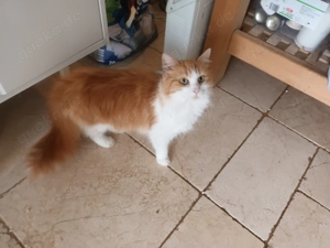 Türkisch ,Siam, Persa Katzen abzugeben 