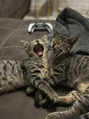 Ägyptische Mau Katze