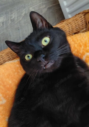 2-jähriger schwarzer Kater sucht neues Heim