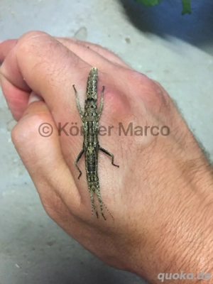 orestes mouhotii Zwerg Gespenstschrecke, adulte Weibchen