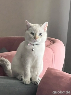 Süße Katze zu verkaufen   3,5 Monate alt