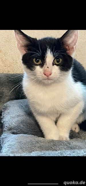 Kater - ca 3 Monate alt - sucht Zuhause