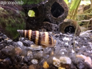 Clea helena - Raubturmdeckelschnecke