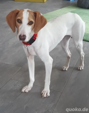 Liebenswerter Wildfang sucht Erziehungsberechtigte...*Karla ist in einer Pflegefamilie*