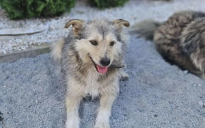 aufgeschlossener Nikos sucht ein Zuhause