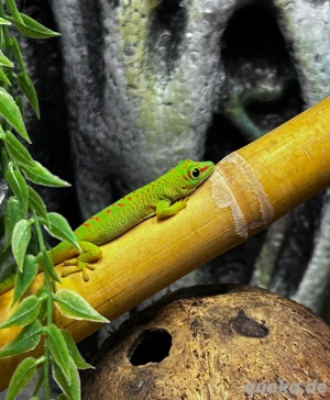 2x Phelsuma Grandis Großer Madagaskar Taggecko