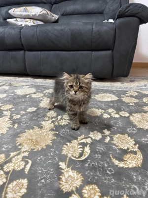 perser mix 5monate alt weibchen