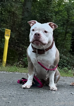 American Bully Welpen 