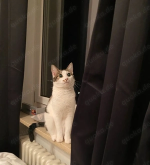 Liebe Katze Lucy sucht ein neues Zuhause