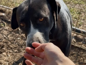 Dado sucht sein Zuhause (noch auf Sardinien) Bild 2