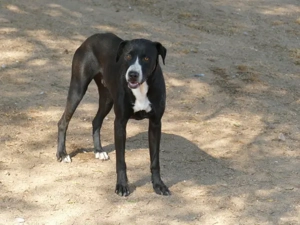 Dado sucht sein Zuhause (noch auf Sardinien) Bild 3