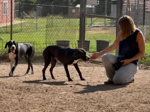 Deo sucht sein Zuhause (noch auf Sardinien) Bild 3