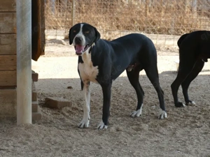 Deo sucht sein Zuhause (noch auf Sardinien) Bild 2