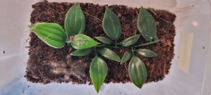 Psalmopoeus reduncus