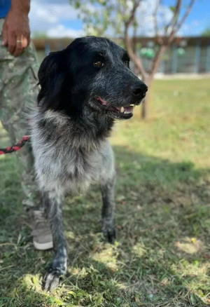 Lupo - wir geben die Hoffnung für ihn nicht auf