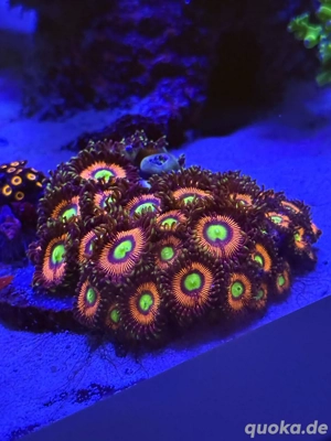 Verschiedene Korallenableger