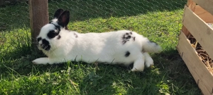 Bio Heu für Hühner, Hamster, Hasen und Kaninchen