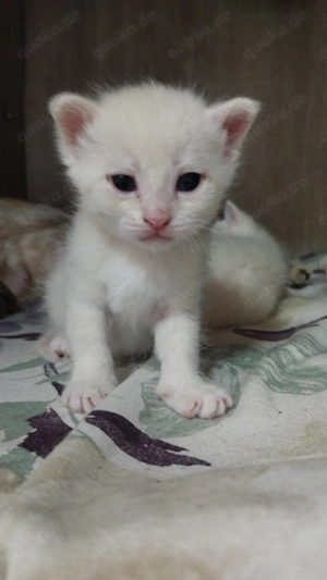 Baybkatze zum verkaufen 