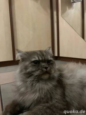 Perser-Himalaya mischling Katze 