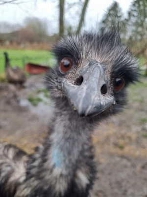 Emu Emus Pärchen Handzahm 