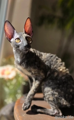 Reinrassige Cornish Rex Kitten 