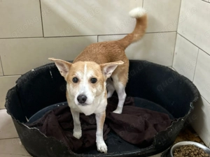 *INTI* - Der Rüde ist anfangs noch etwas zurückhaltend, braucht aber Beschäftigung