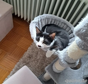 2 Kätzchen (Mischung) und 1 Katze (Bengal)