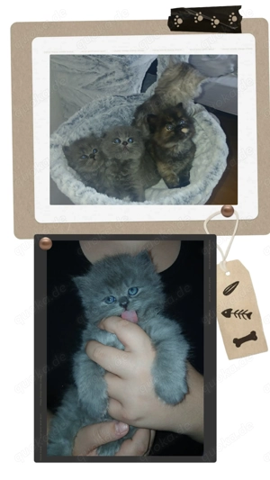 Wunderschöne BKH Persa-mix