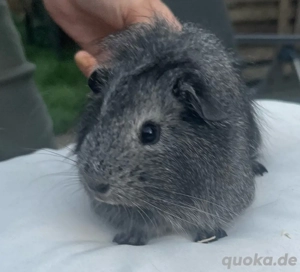 Teddy mix Weibchen  Bild 2