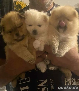 Deutscher Spitz mit Pommern