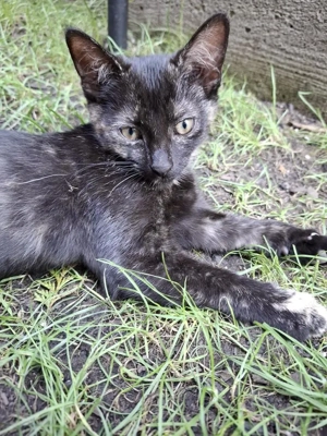 wundervolle kleine Katzen Speedy und Luna suchen zusammen ein Zuhause Bild 8