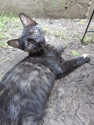 wundervolle kleine Katzen Speedy und Luna suchen zusammen ein Zuhause Bild 6