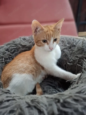 wundervolle kleine Katzen Speedy und Luna suchen zusammen ein Zuhause Bild 5