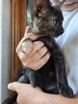 wundervolle kleine Katzen Speedy und Luna suchen zusammen ein Zuhause Bild 4
