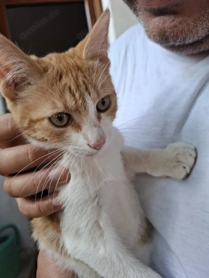 wundervolle kleine Katzen Speedy und Luna suchen zusammen ein Zuhause Bild 7