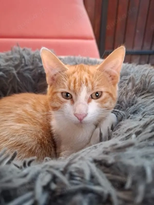 wundervolle kleine Katzen Speedy und Luna suchen zusammen ein Zuhause Bild 9