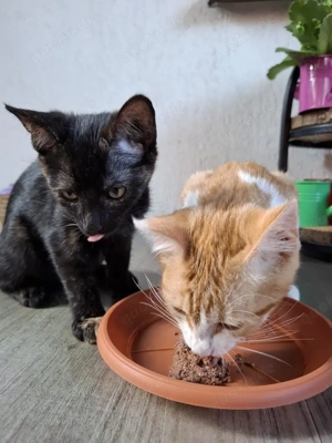 wundervolle kleine Katzen Speedy und Luna suchen zusammen ein Zuhause Bild 2