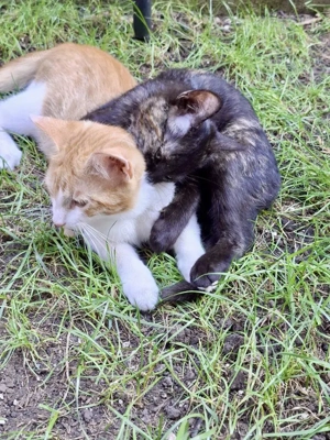 wundervolle kleine Katzen Speedy und Luna suchen zusammen ein Zuhause Bild 10