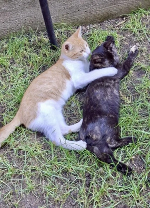 wundervolle kleine Katzen Speedy und Luna suchen zusammen ein Zuhause Bild 3